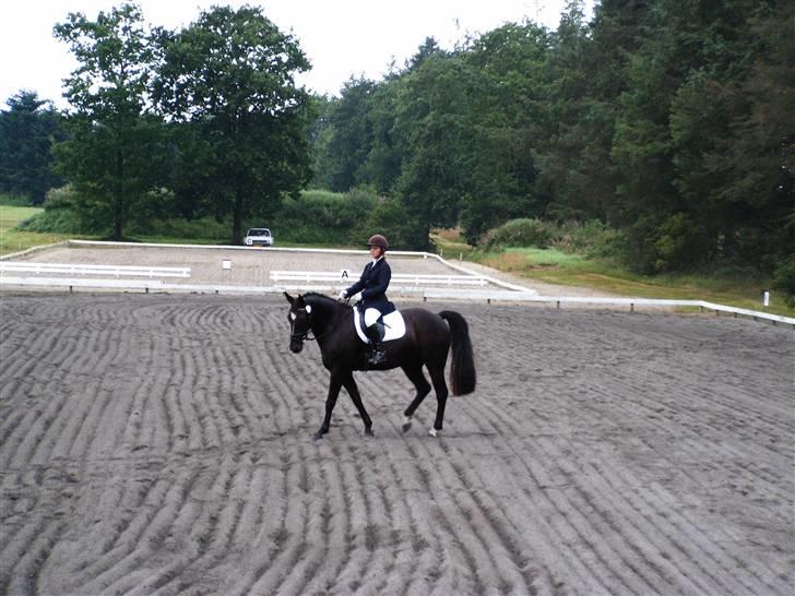 Anden særlig race Ebony *Solgt* billede 16