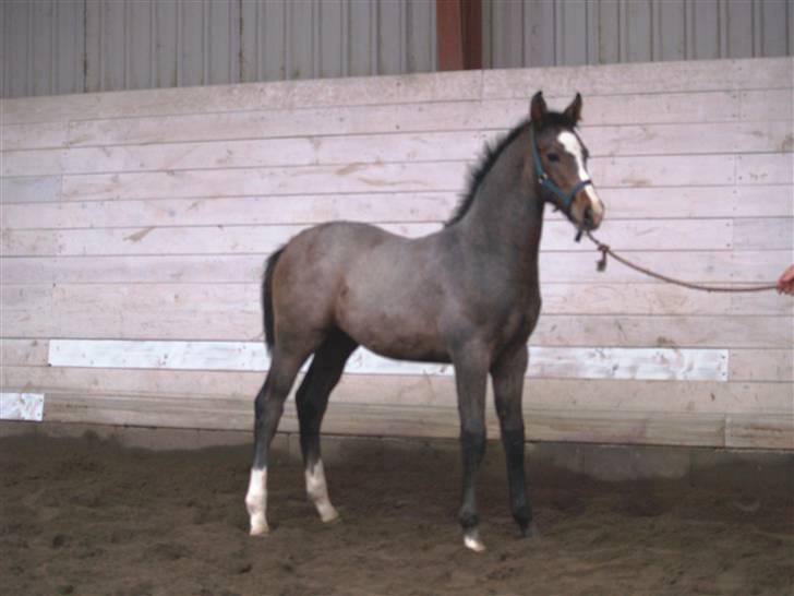 Dansk Varmblod Cortez H (død) billede 12