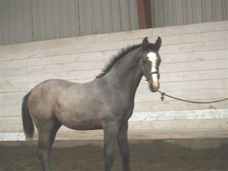 Dansk Varmblod Cortez H (død) billede 13