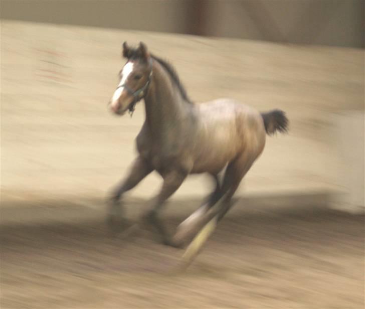 Dansk Varmblod Cortez H (død) billede 14