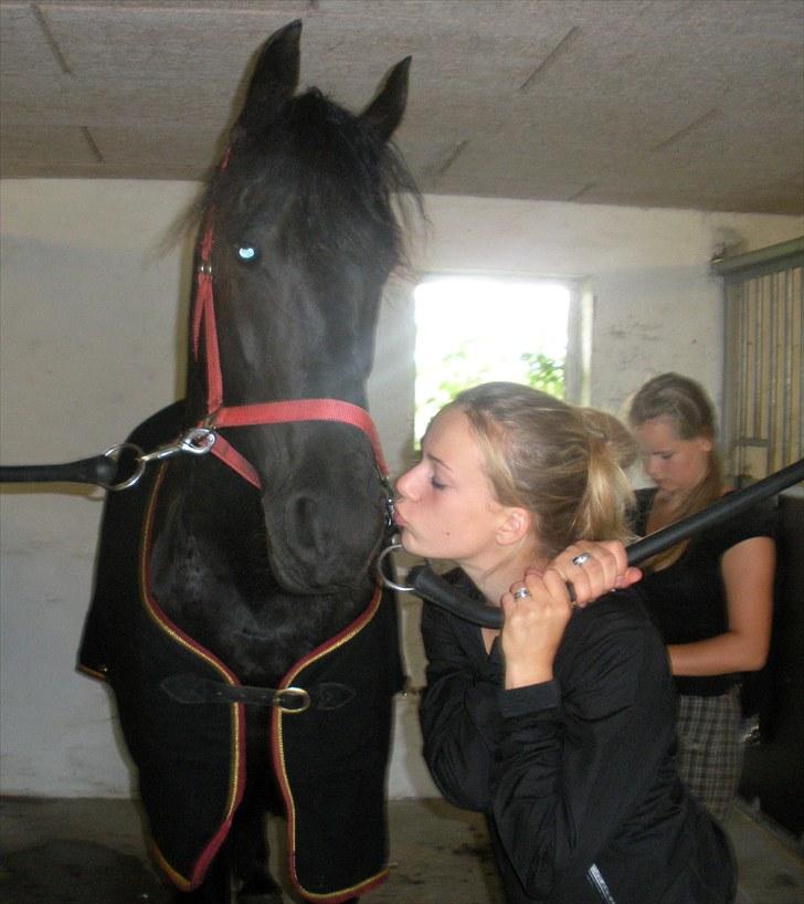 Frieser Naomi Sophie  - søde hest. Fotograf: Mig" billede 18