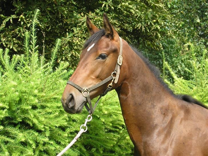 Dansk Varmblod Desaro billede 1