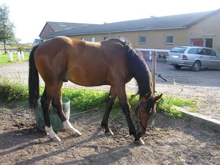 Dansk Varmblod Desaro billede 2