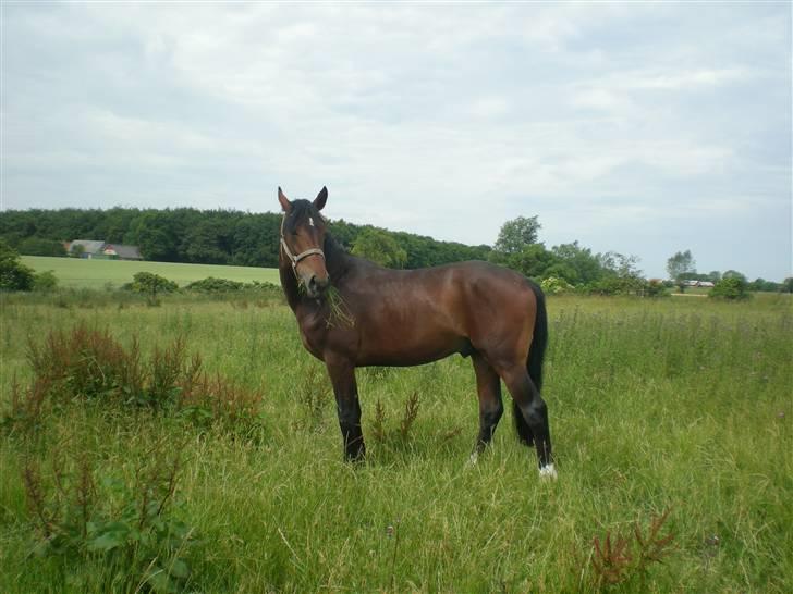 Dansk Varmblod Desaro billede 3