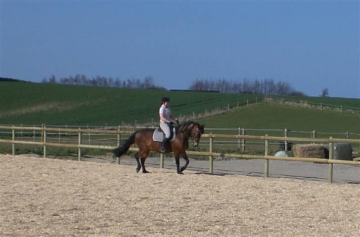 Anden særlig race Tordenskjold *Buller-basse* - han bliver bare bedre og bedre... billede 7
