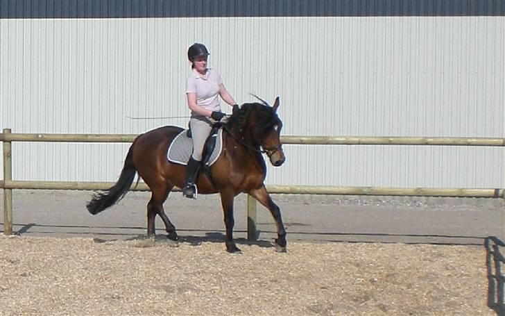 Anden særlig race Tordenskjold *Buller-basse* - han kan godt gå pænt... billede 10
