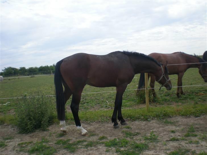 Dansk Varmblod Desaro billede 4