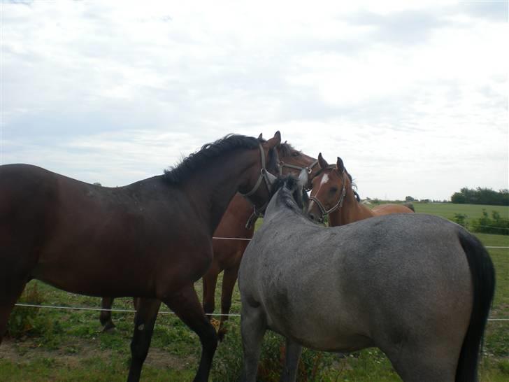 Dansk Varmblod Desaro billede 5