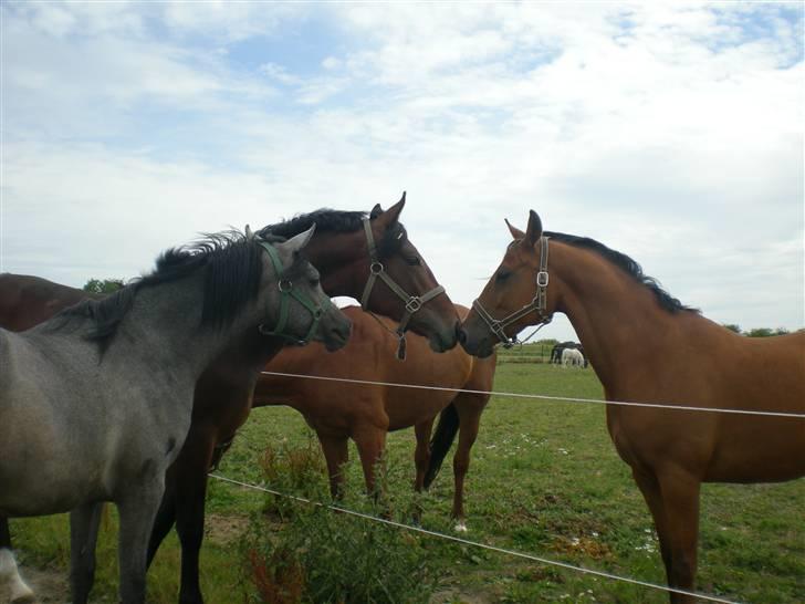 Dansk Varmblod Desaro billede 6