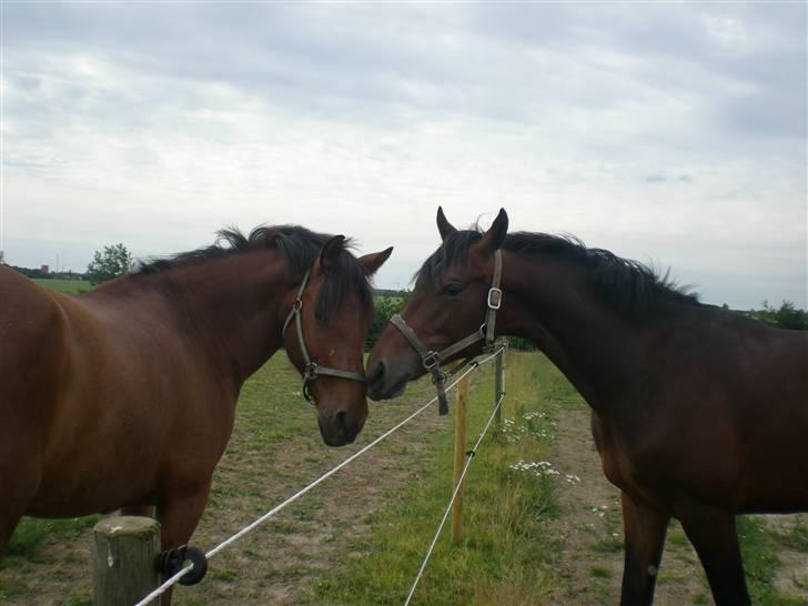 Dansk Varmblod Desaro billede 7