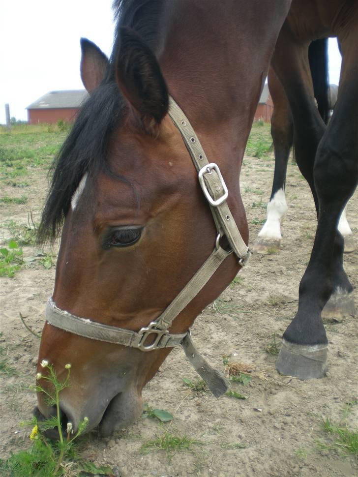 Dansk Varmblod Desaro billede 8