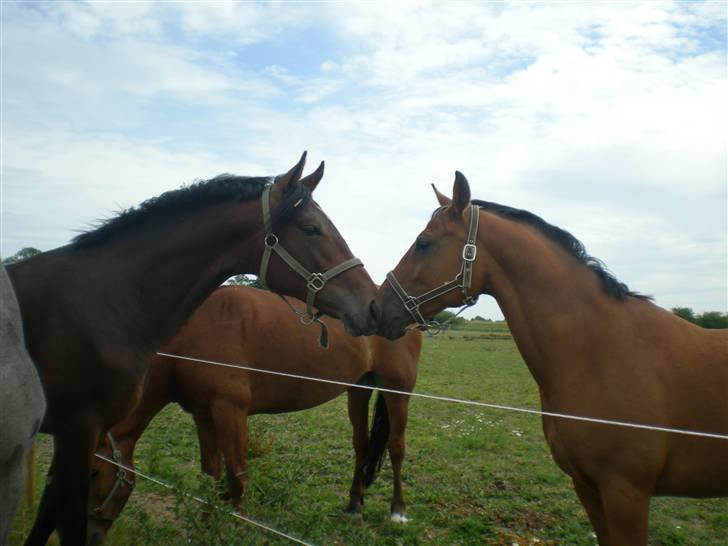 Dansk Varmblod Desaro billede 10