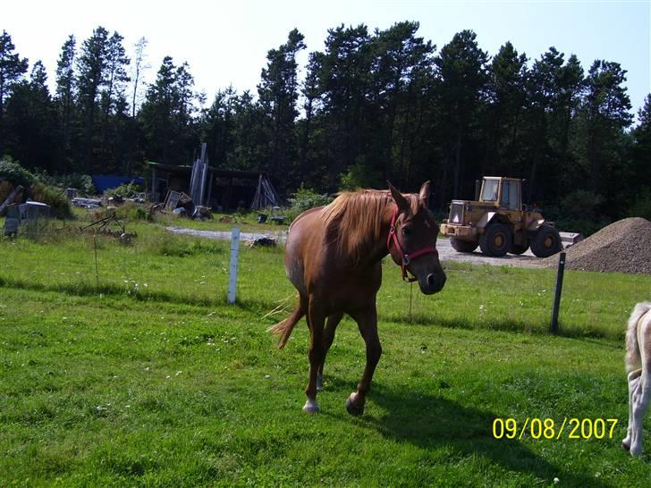 Anden særlig race PlayBoy <3 billede 5