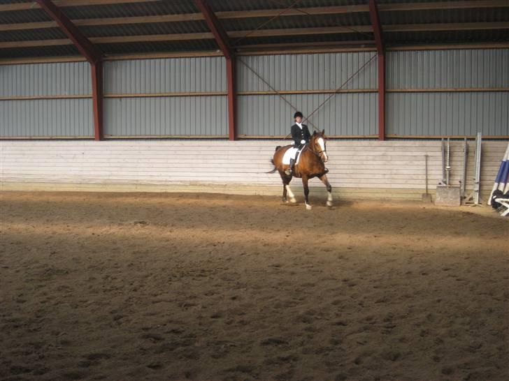 Dansk Varmblod Fabian 007 R.I.P - skal lige til at ride:)  billede 11