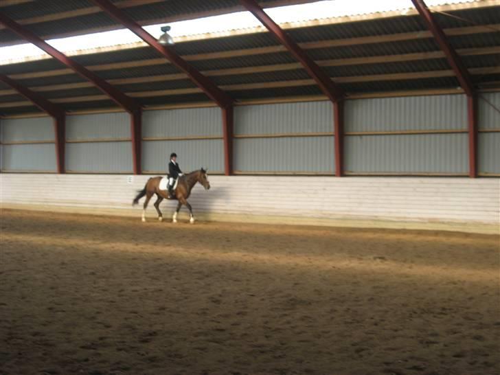 Dansk Varmblod Fabian 007 R.I.P - skal lige til at ride:) igen billede 12