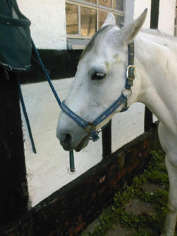 Anden særlig race Cisco - Det er nu ganske underholdende at gumle på hovrenseren :p.. billede 14