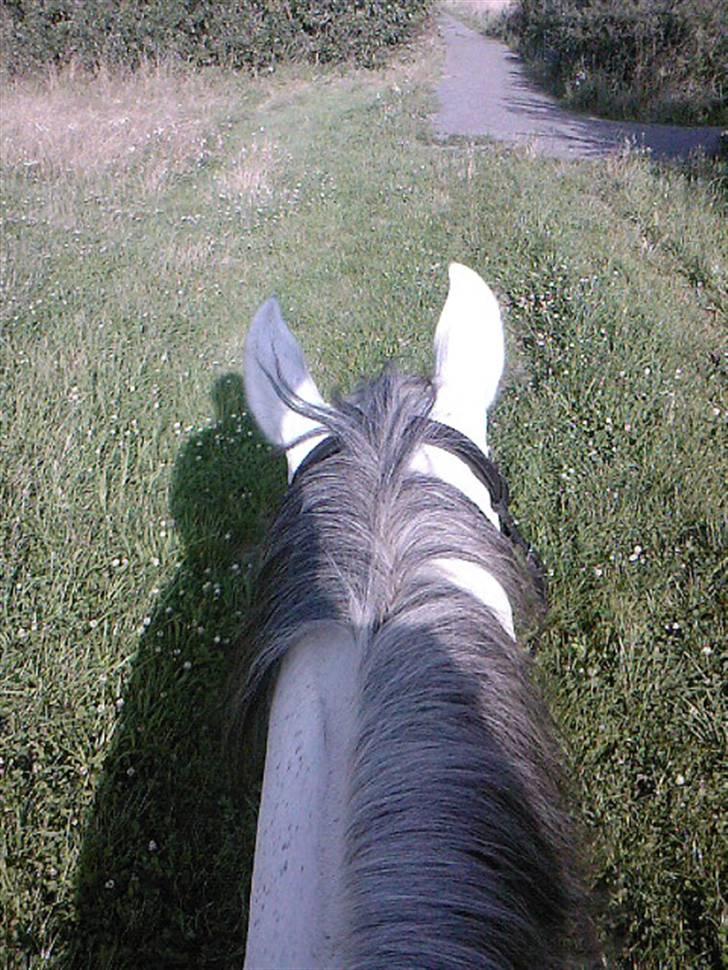 Anden særlig race Cisco - Mig og Cisco på tur (: billede 15