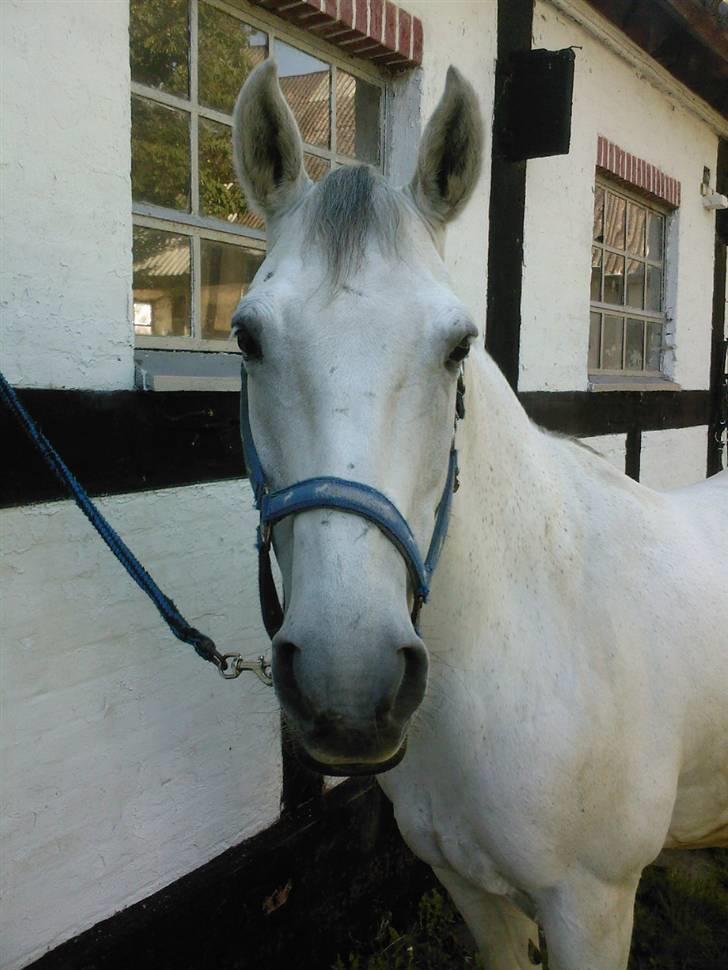 Anden særlig race Cisco billede 16