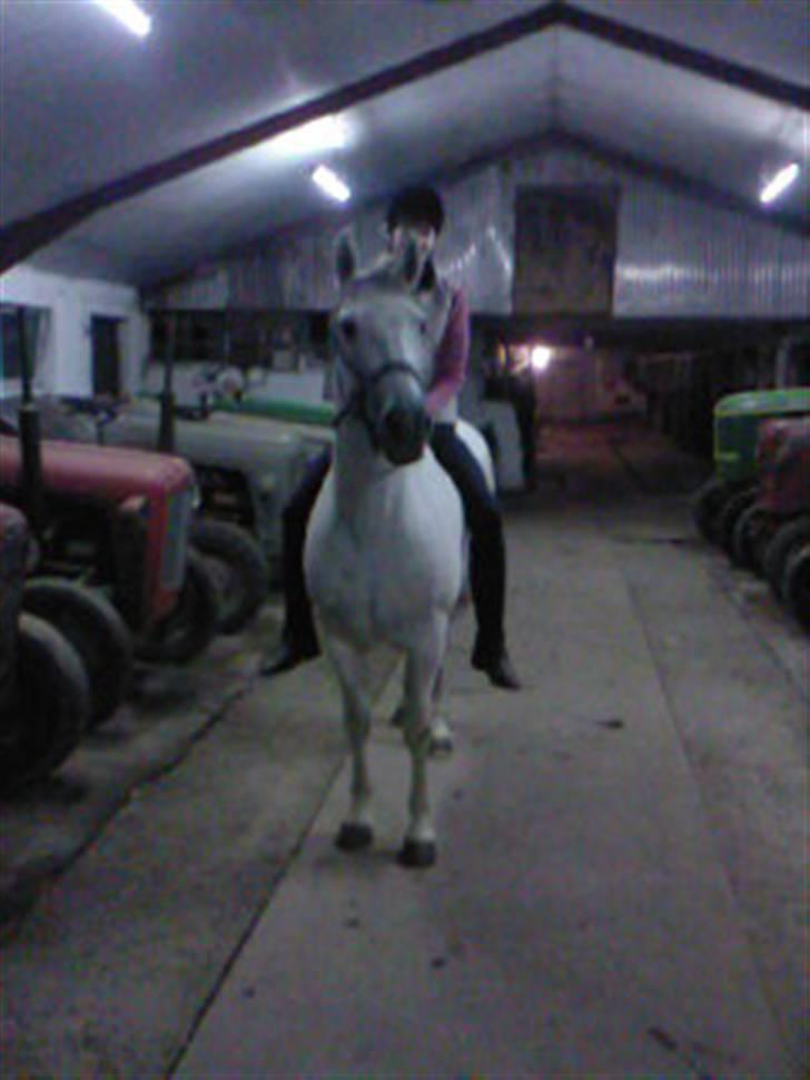 Anden særlig race Cisco billede 17