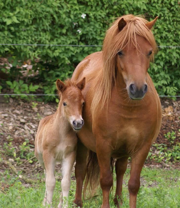 Shetlænder  munkebjergs prinsesse - stolt mor billede 6