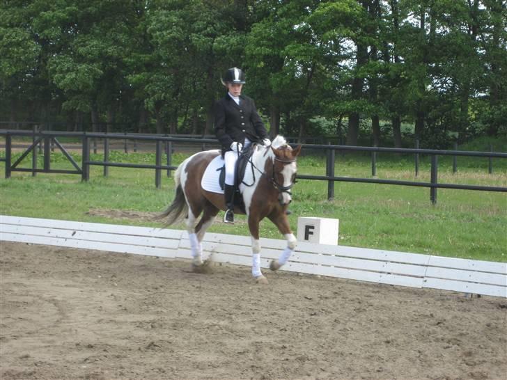 Pinto Bacardi billede 17