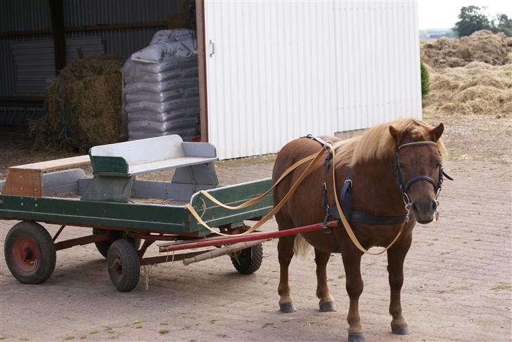 Shetlænder munkebjergs prins - prins med sin vogn billede 7