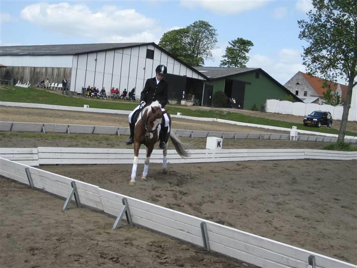 Pinto Bacardi billede 18