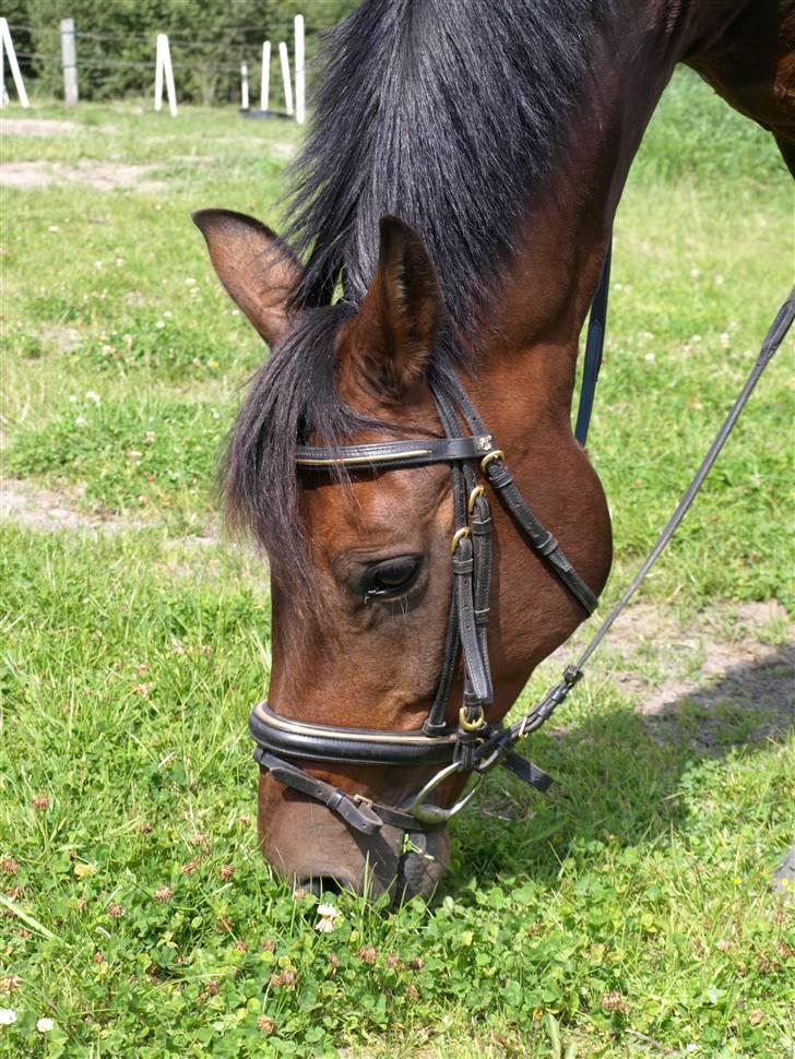 Anden særlig race Tinto *SOLGT* :'( .  billede 11