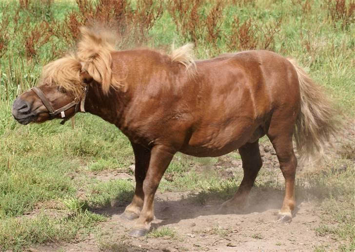 Shetlænder munkebjergs prins billede 8