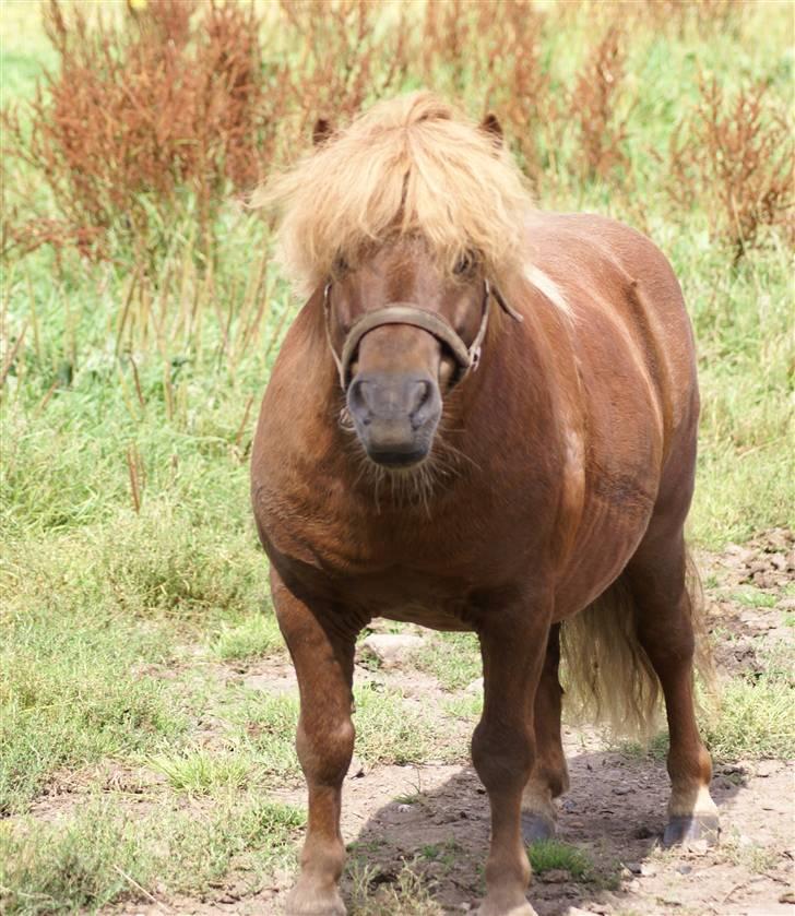 Shetlænder munkebjergs prins billede 9