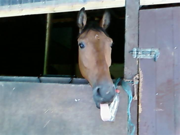 Dansk Varmblod Gørklindtgårds Flash [Tidliger hest] - man må ikke rakke tung :D billede 3
