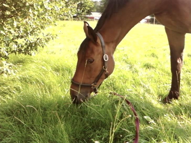 Dansk Varmblod Gørklindtgårds Flash [Tidliger hest] - ude og græse lidt i det gode vejer billede 4