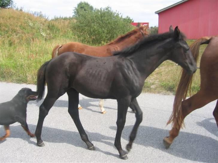 Dansk Varmblod Dark Darri SOLGT - taget d. 12/8 billede 16