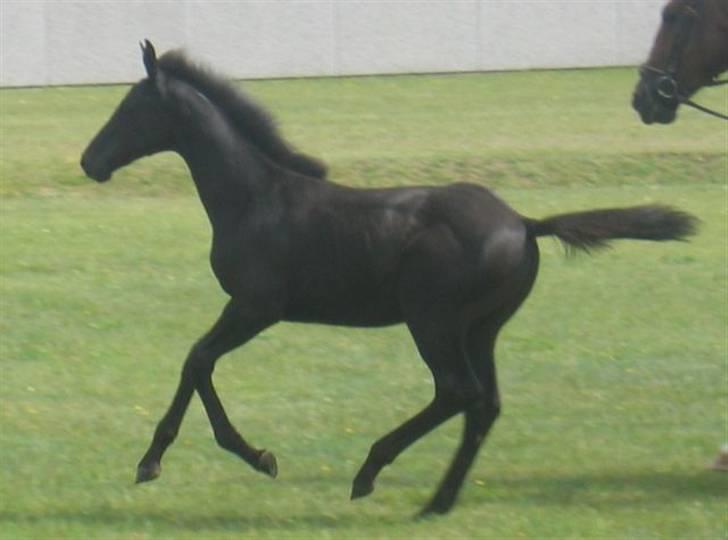Dansk Varmblod Dark Darri SOLGT - super hoppe billede 17