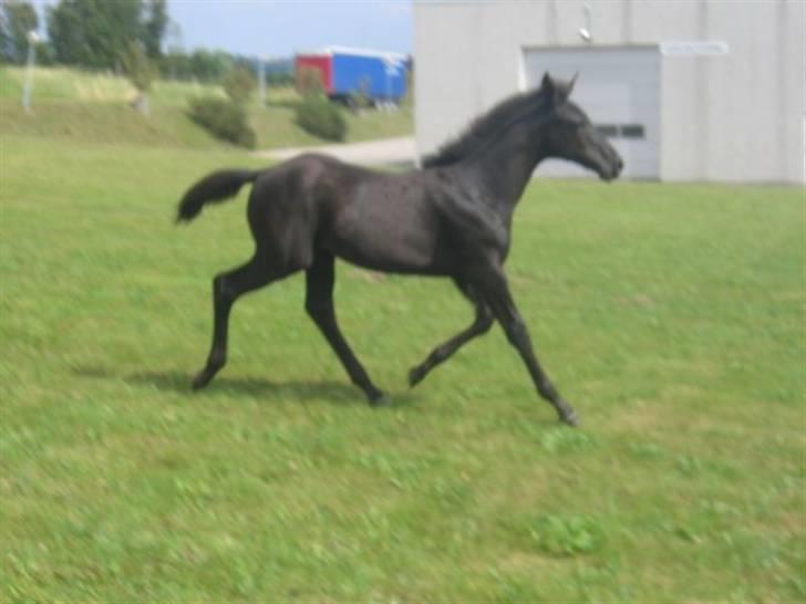 Dansk Varmblod Dark Darri SOLGT - så fin en trav billede 18