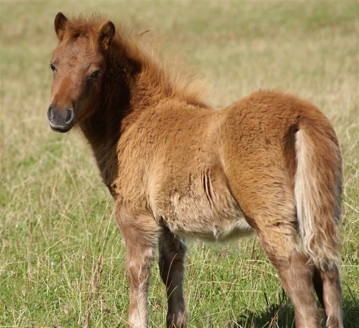 Shetlænder  munkebjergs fina(solgt) - fina 10/9 billede 3