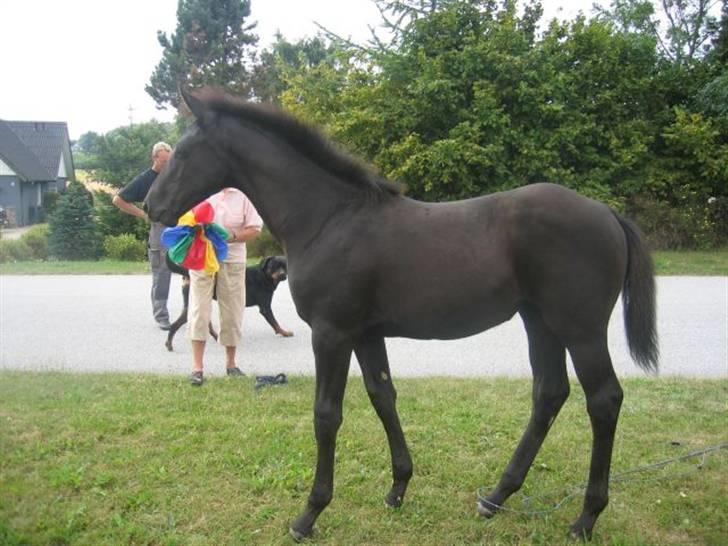 Dansk Varmblod Dark Darri SOLGT - stilles an til ære for fotografen billede 19