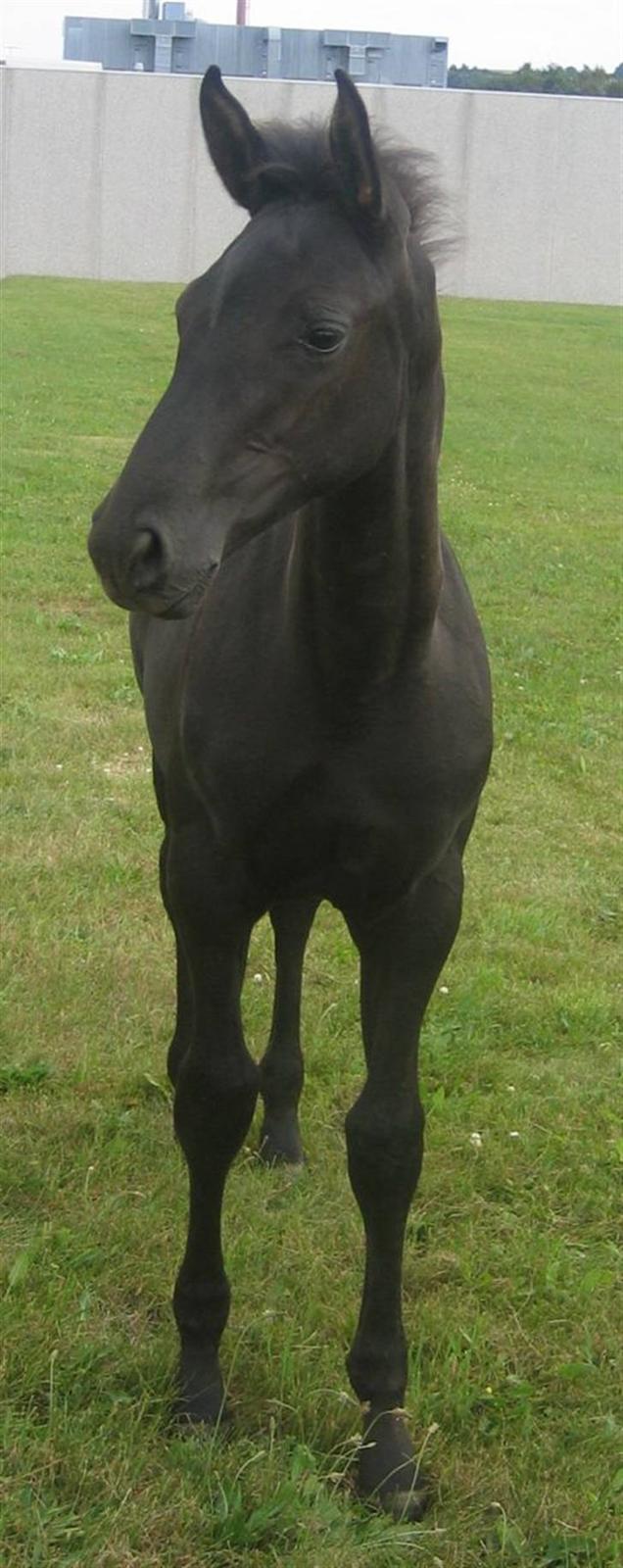 Dansk Varmblod Dark Darri SOLGT - fron d. 12/8 billede 20