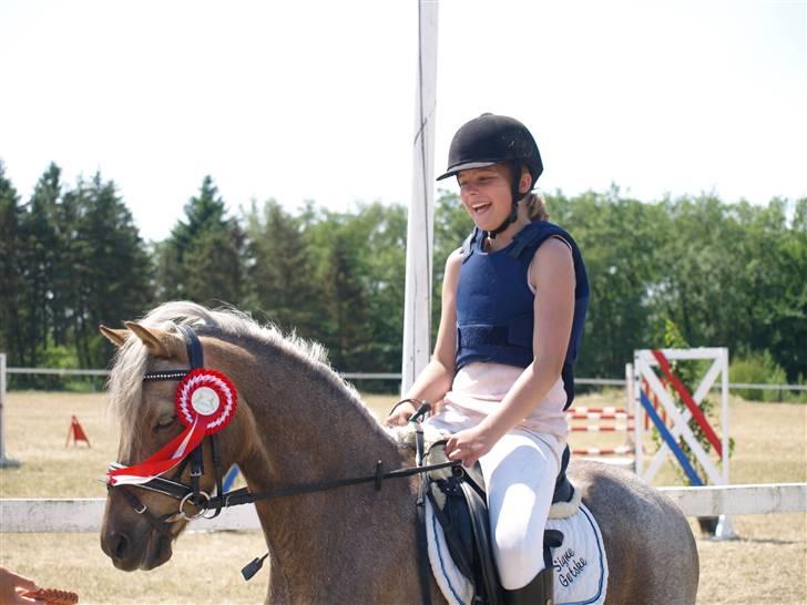 Welsh Pony (sec B) Låddenhøjs Medina SOLGT billede 16