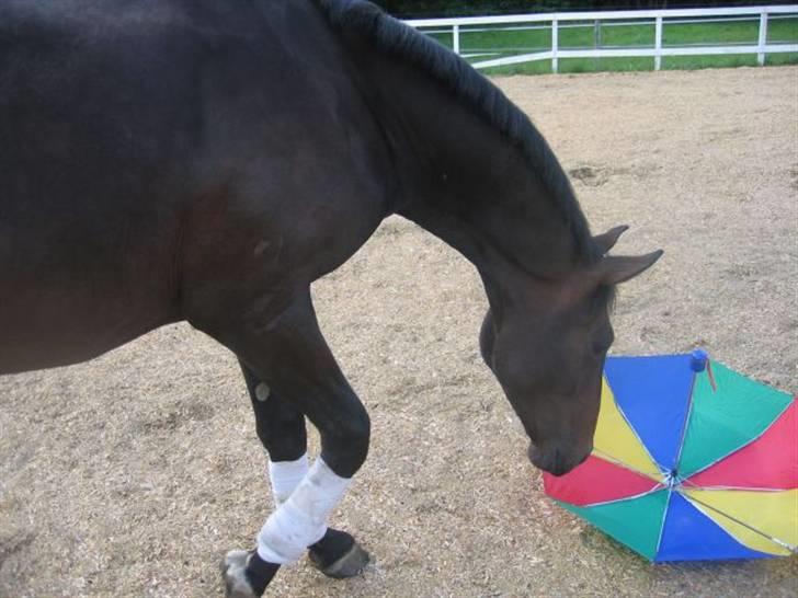 Dansk Varmblod Don Cavo *R.I.P* - leg på ridebanen billede 6