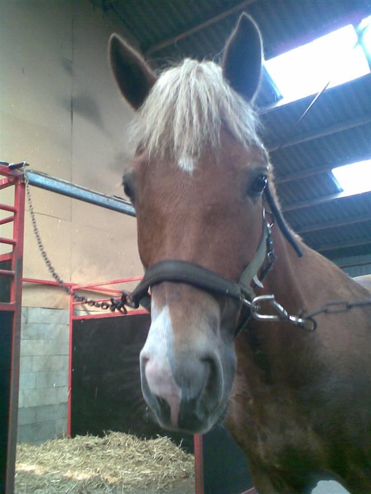 New Forest Olivia / Squash - Heej ;D billede 11