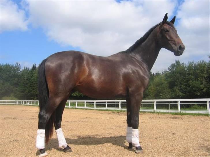 Dansk Varmblod Don Cavo *R.I.P* - Cavo 2 år og 1.74 cm billede 7