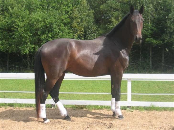 Dansk Varmblod Don Cavo *R.I.P* - potræt billede 8