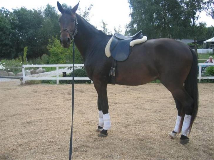 Dansk Varmblod Don Cavo *R.I.P* - første gang med sadel uden problemer billede 9