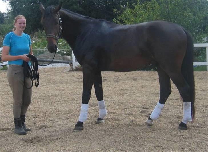 Dansk Varmblod Don Cavo *R.I.P* - vores tidligere unge pige i huset Ditte Elsker Cavo meget billede 10