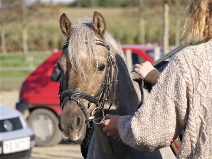 Welsh Pony (sec B) Låddenhøjs Medina SOLGT billede 17