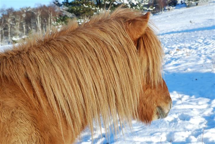 Islænder Asi fra Troldskov ( Solgt ) - Asi som 2½ år , han er rigtig skønt! billede 4