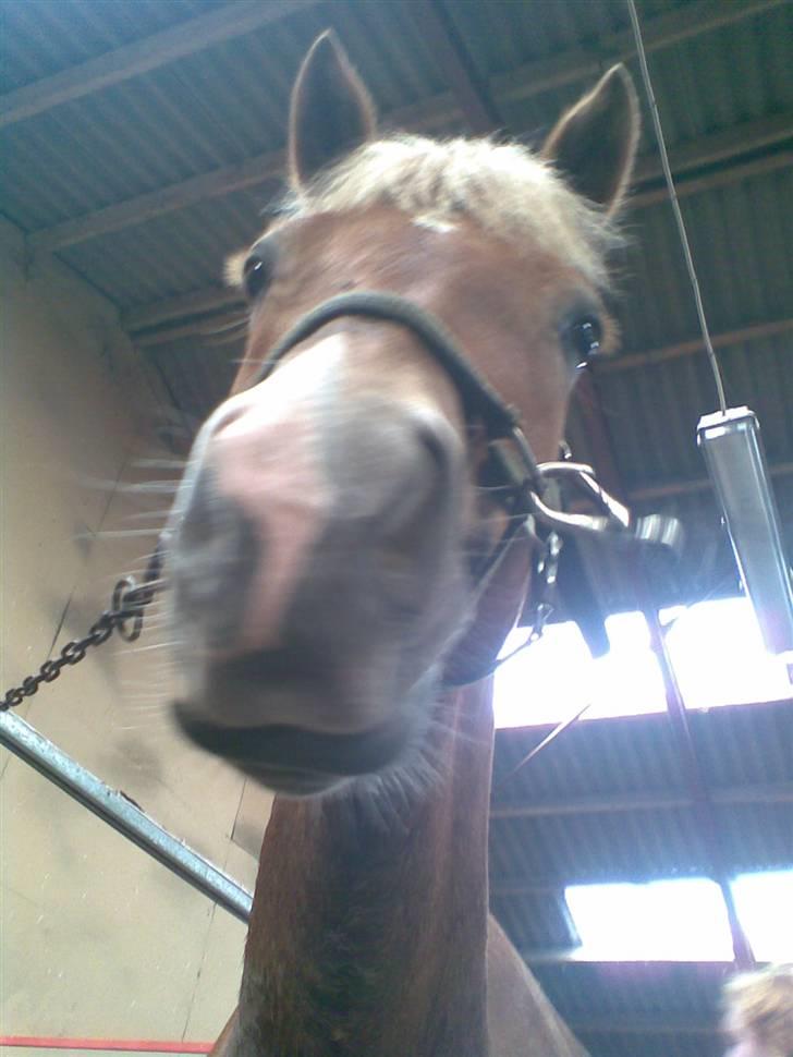 New Forest Olivia / Squash - Nær billede . . .;P billede 12