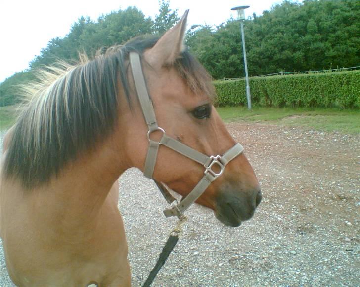 Anden særlig race Prinsesse Choco<3 billede 1