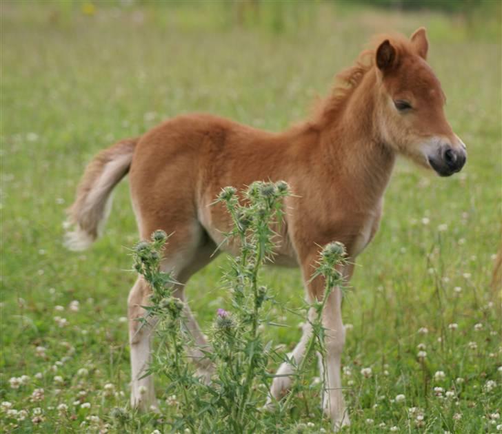 Shetlænder  munkebjergs fina(solgt) - fina den 5/7 billede 6